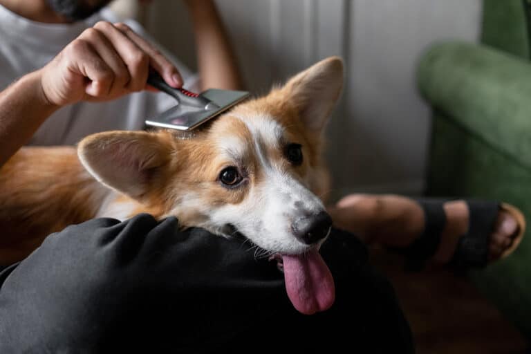 Brushing a Corgi at home