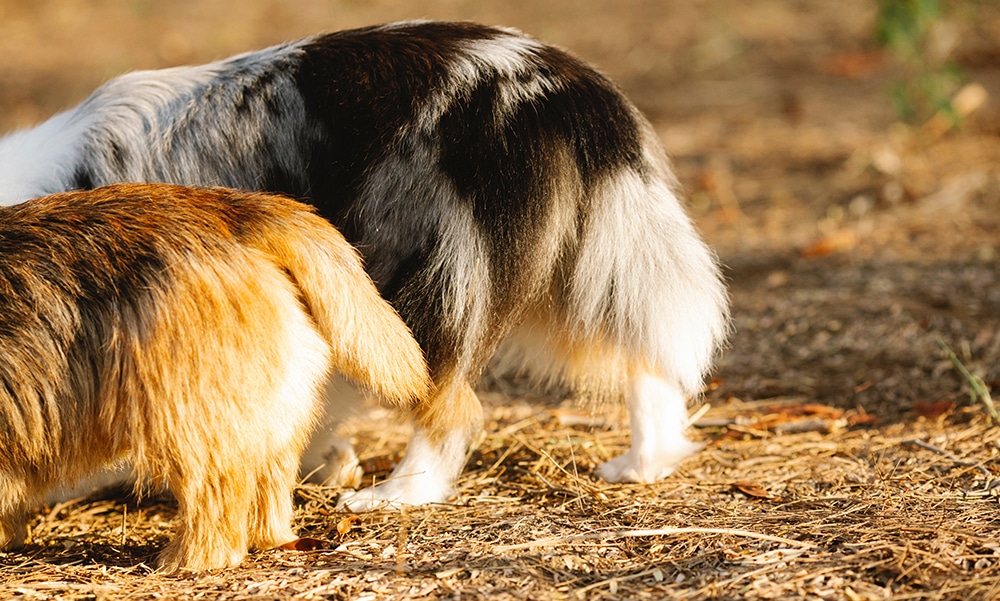 dog anal glands, anal gland expression near me, anal gland expression frequency