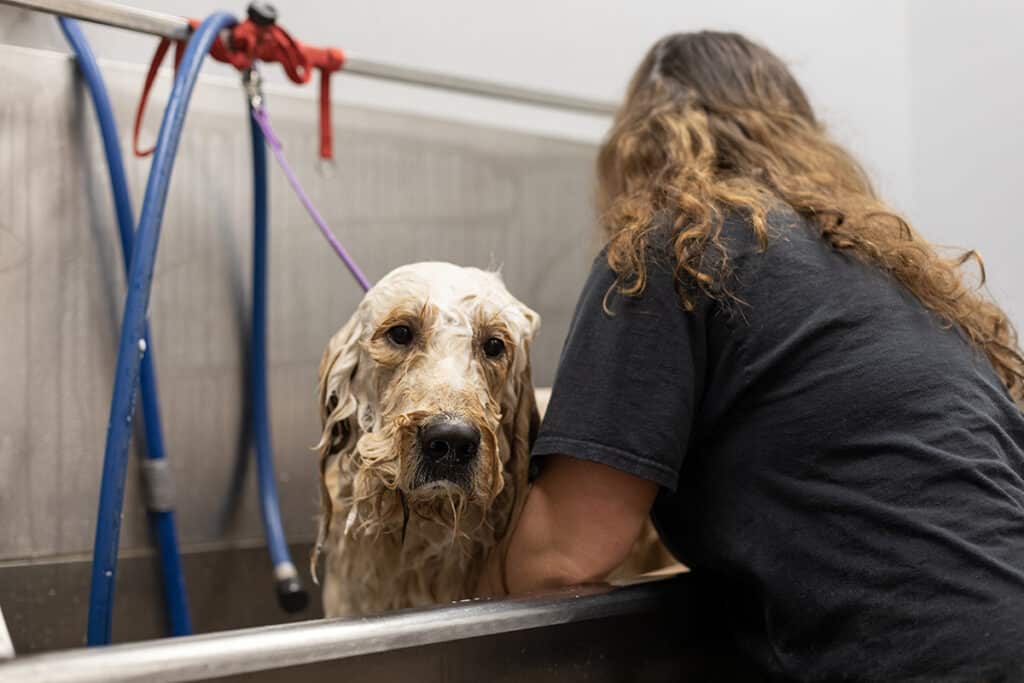 best dog groomers near me, bathing dog, ozone bath, dog bath, dog skin restoration, hot spots