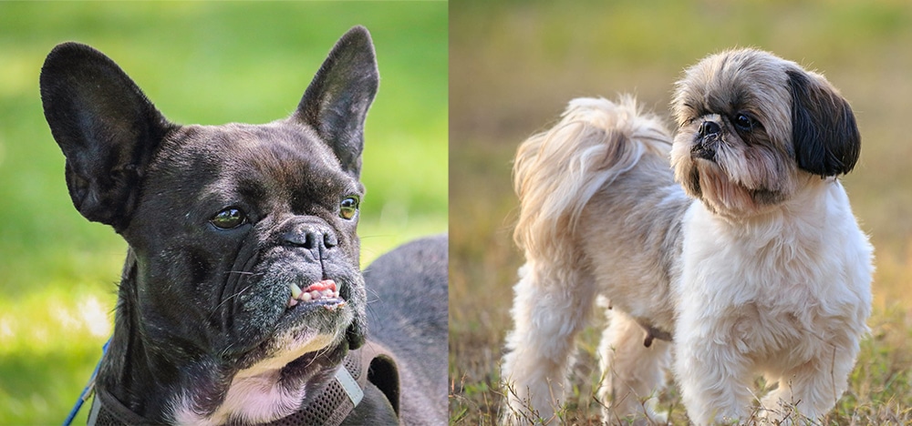 bulldog, bull dog, shih tzu, brachycephalic dogs with dry noses, brachycephalic dogs licking their nose