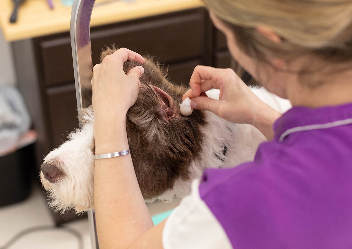 Dog ear infection symptoms, cleaning dog ears, smoochie pooch dog groomers, pet groomers near me
