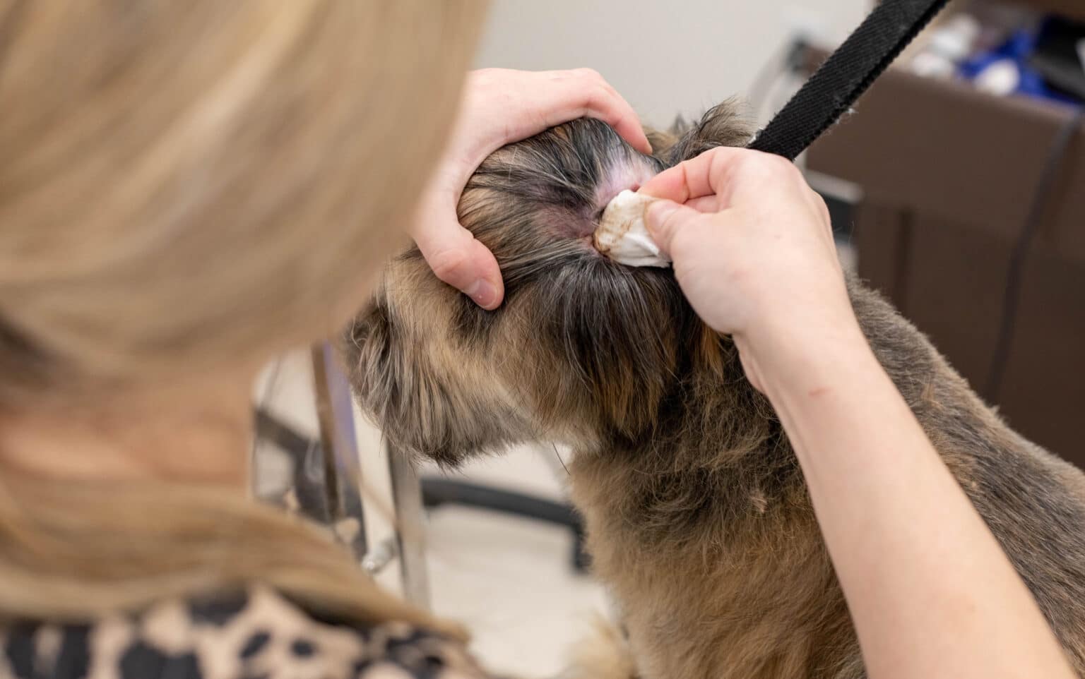 Dog Ear Infections Preventions, Symptoms & Treatment
