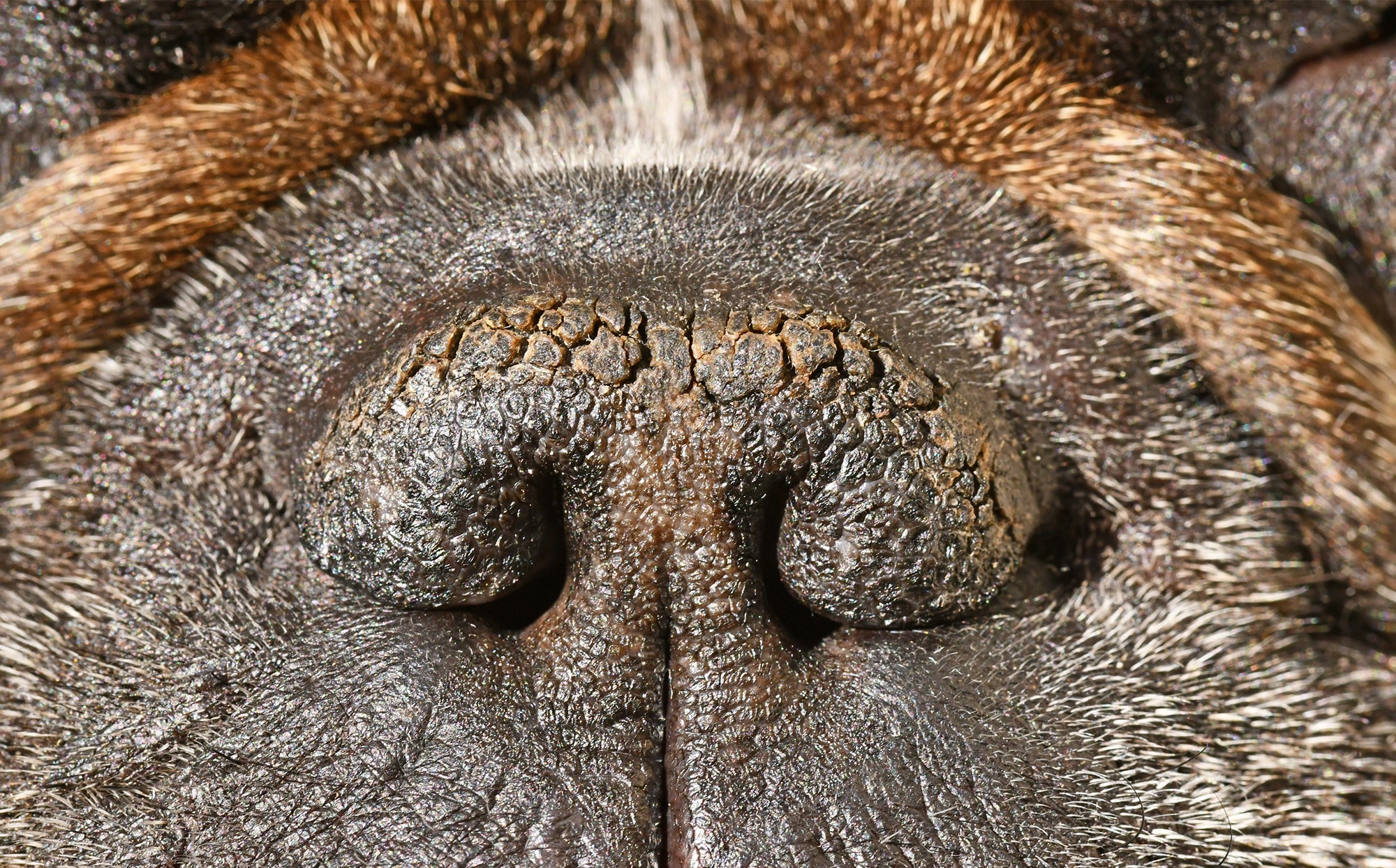 dry cracked dog nose, brachycephalic dog nose, french bulldog