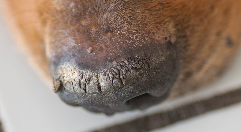 dog with dry cracked nose, dog nose closeup, prevent dog nose from drying out