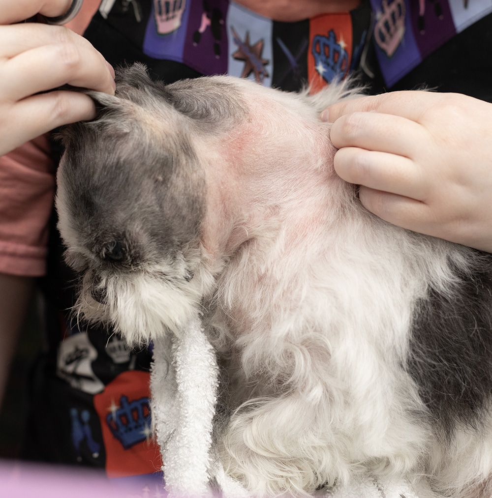 Smoochie Pooch Crown Point Indiana Dog Groomer Dog Skin Issues Dog Skin treatment