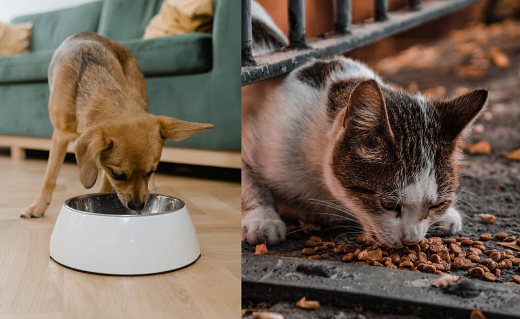 dog and cat eating dry kibble food for plaque and tartar buildup