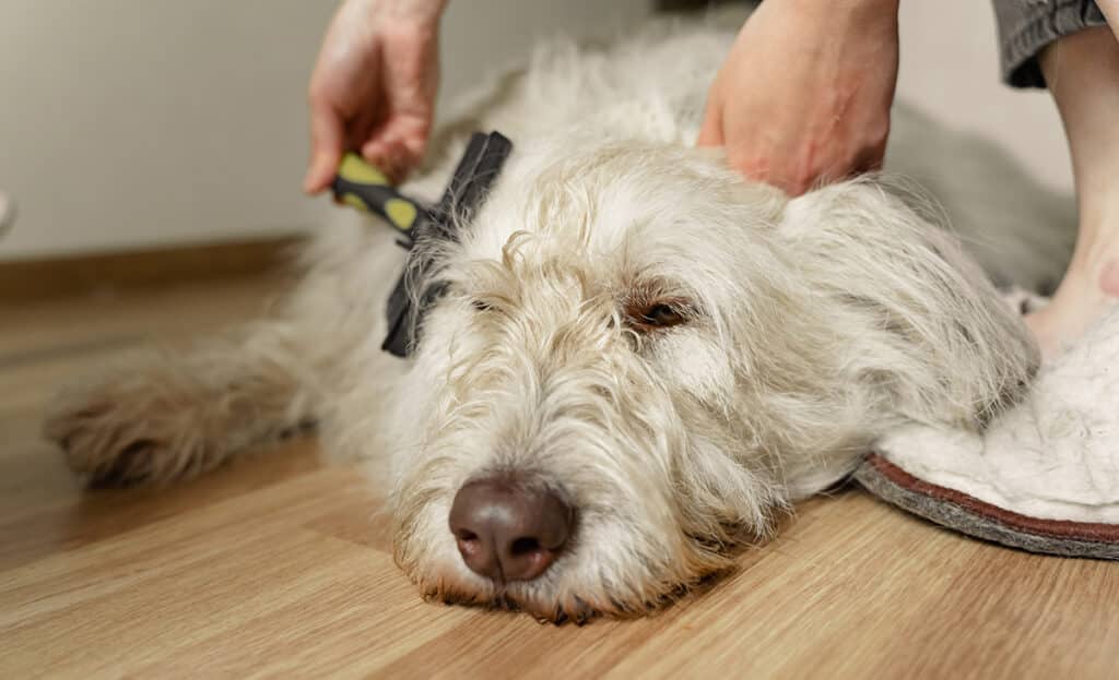 dog brushing tips, brushing your wet dog, brushing your dog after swimming, swimming dog