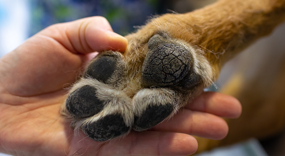 dog cracked paw, dog dry paws, dog groomer