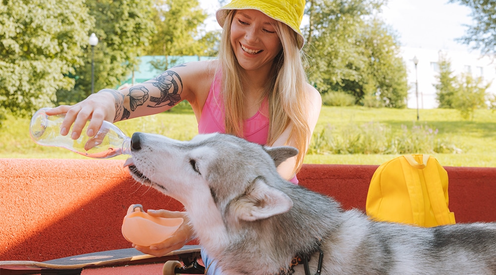 woman giving a dog water, thirsty dog, dog drinking water, dog dehydration