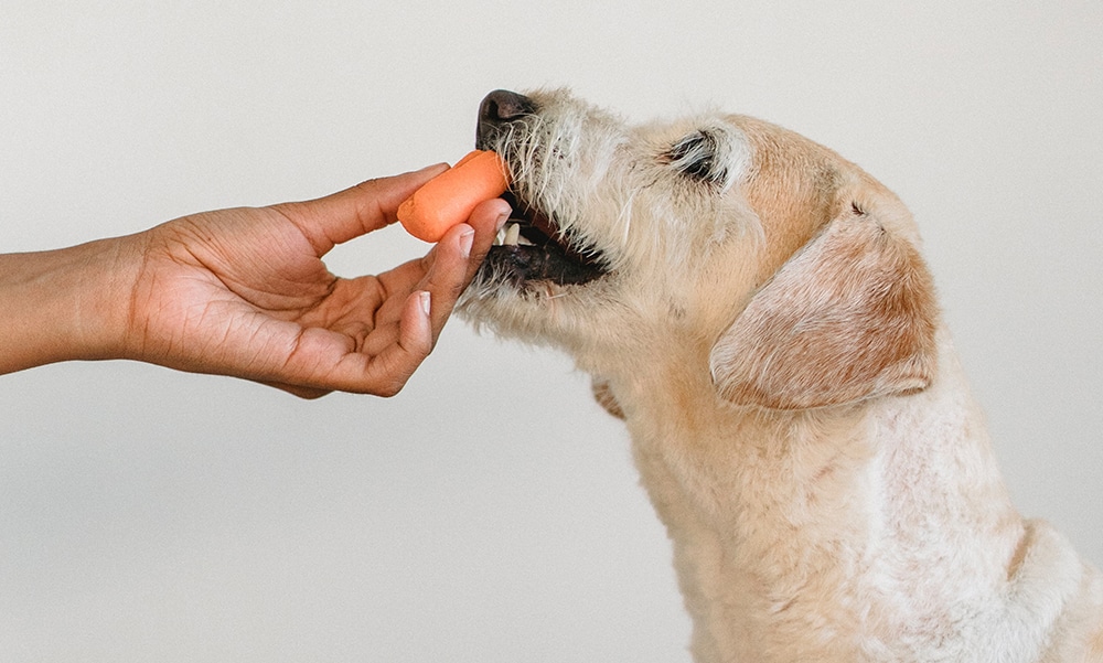 healthy dog treats, carrot dog treat, chicken-free dog treat