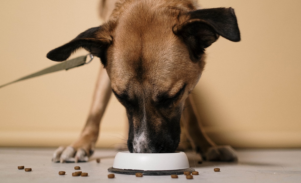 chicken food to avoid giving your dog, dog food free of chicken