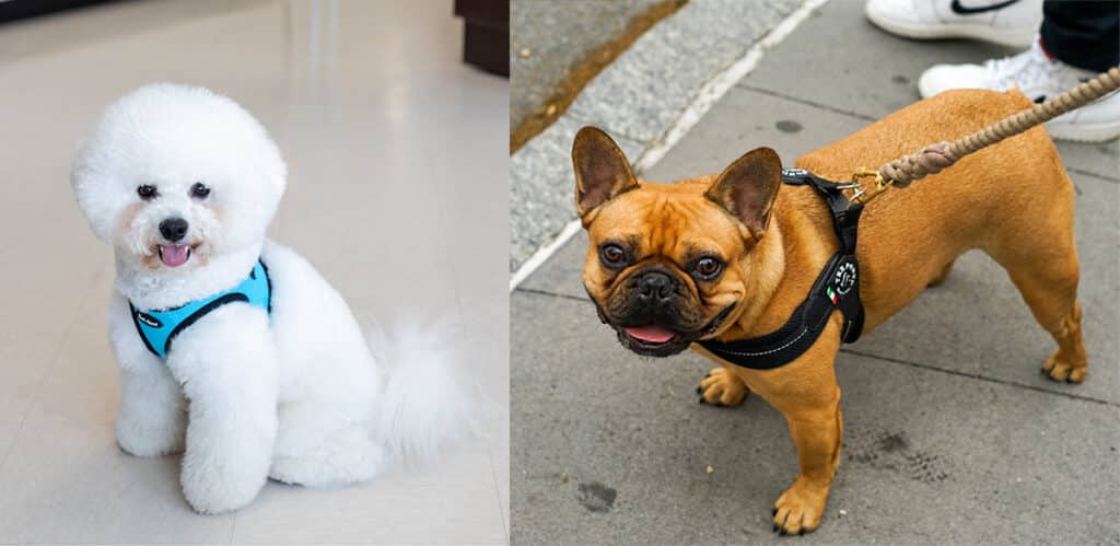 Smoochie Pooch dog harness, dog harness options, cat harness, dog groomer