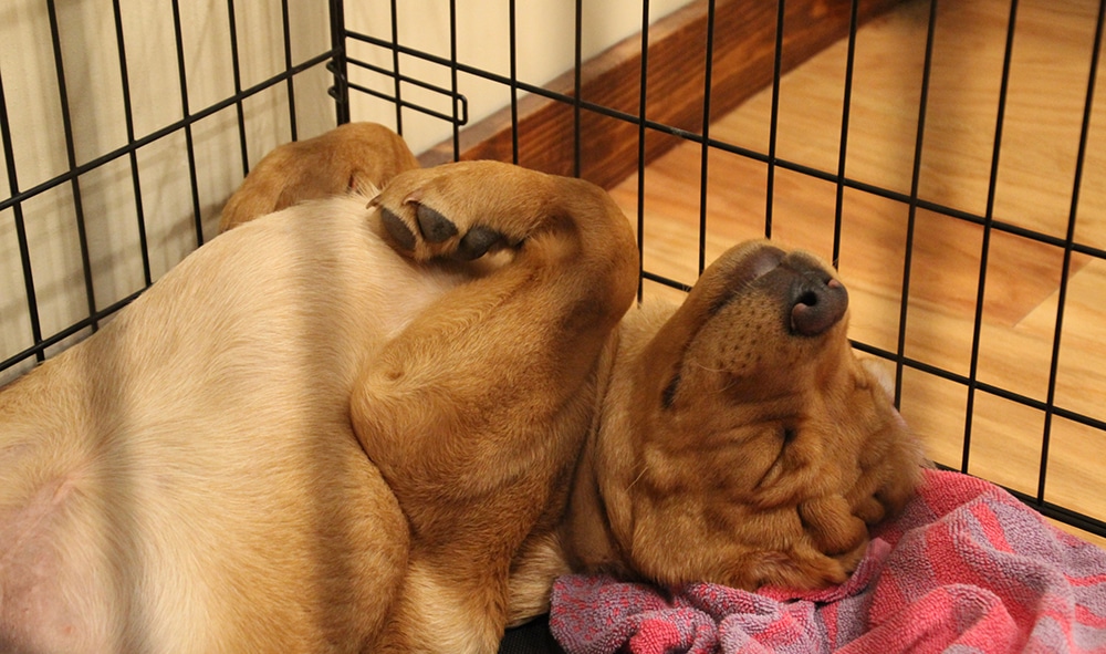 happy dog in kennel, happy dog in crate, dog crate training, dog kennel training