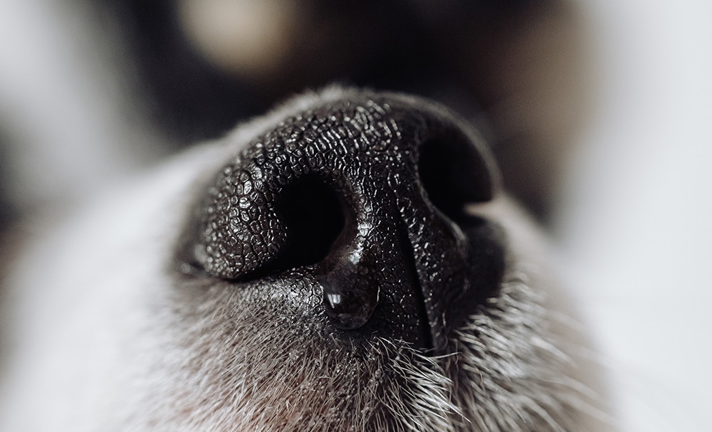 wet dog nose, dry dog nose, dog nose health