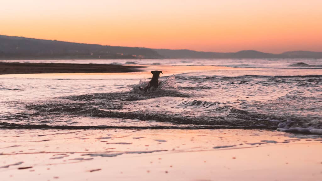 dog swimming in ocean, bacteria from swimming, matted dog fur related to swimming