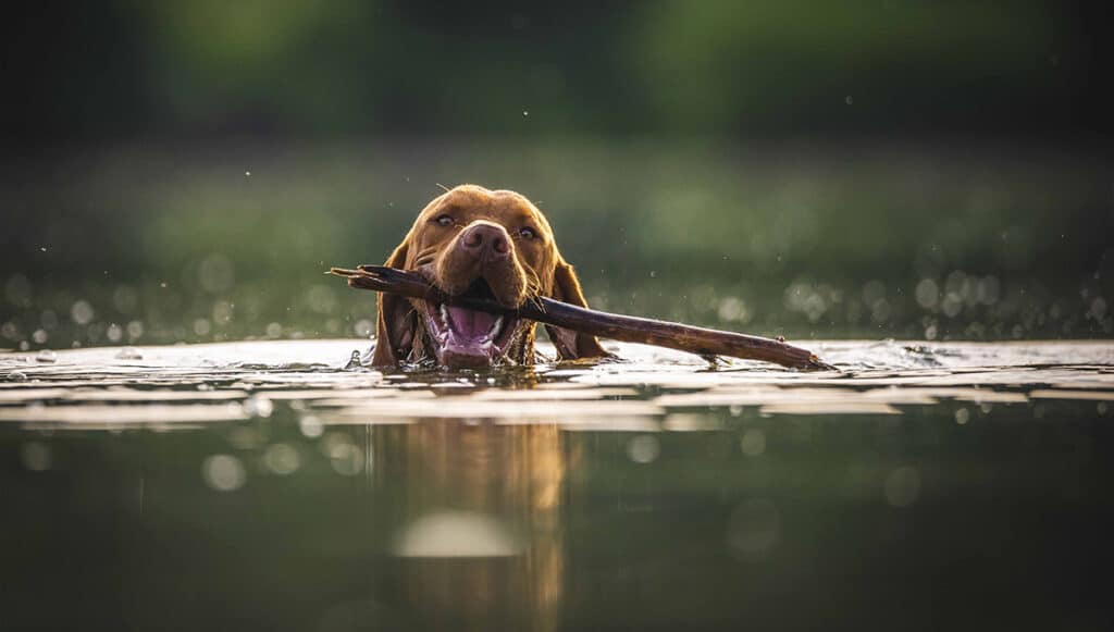 dog swimming in pond, dog swimming in lake, hot spots