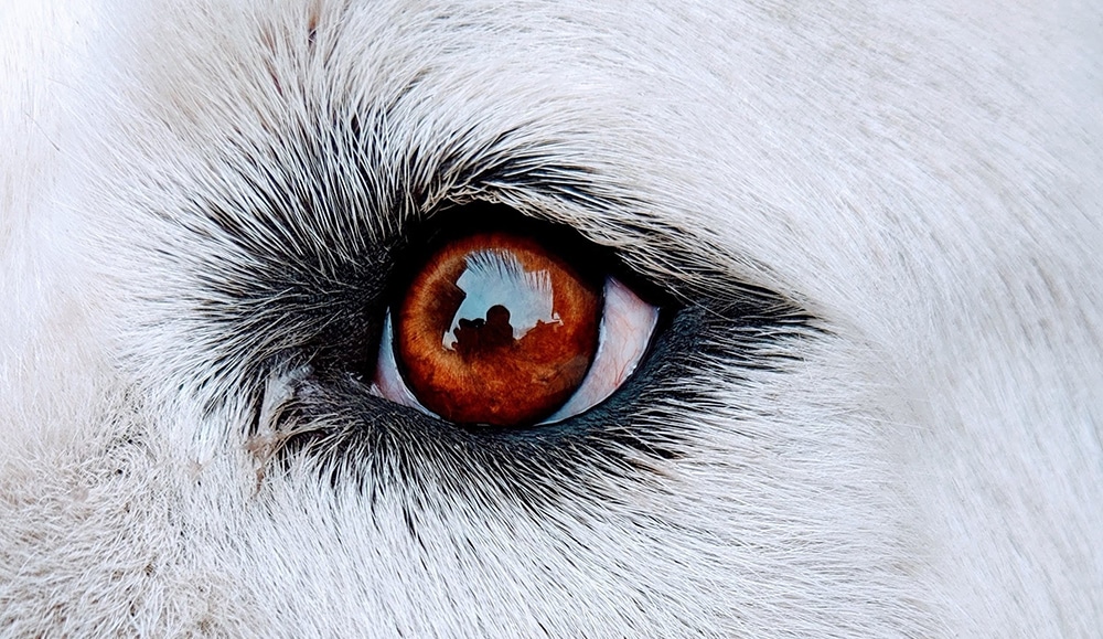 dogs see in color, dogs see in black and white, canine vision, dog vision
