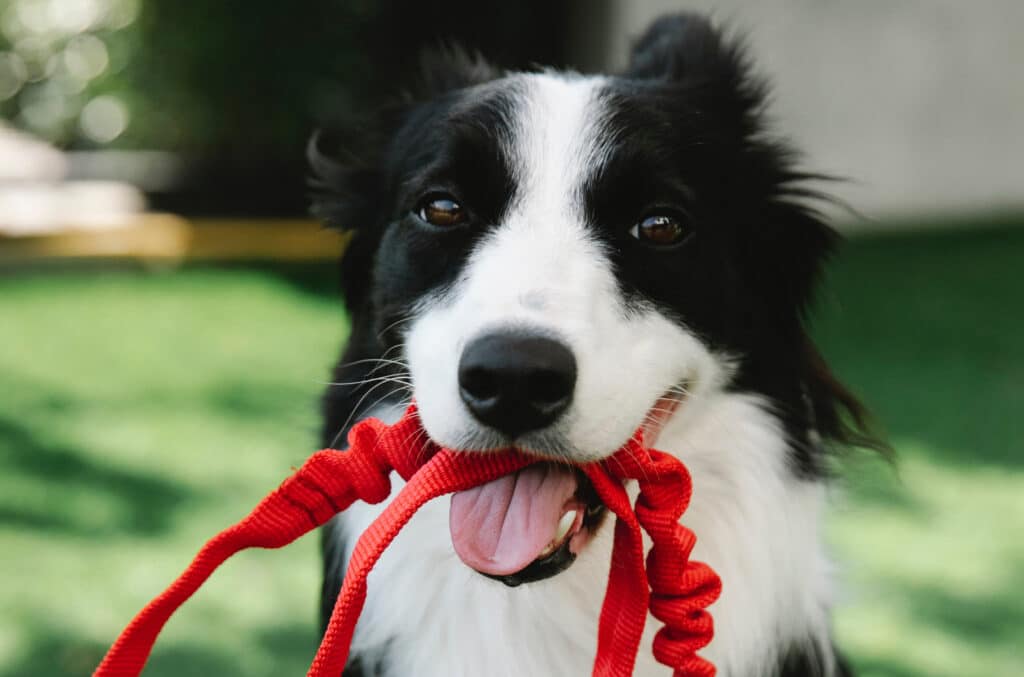 dog leash, dog chewing on leash, dog with leash in mouth