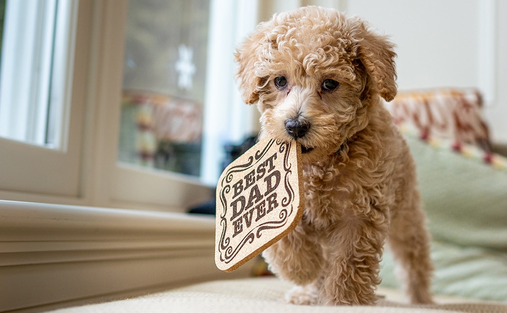 grooming doodles, dog groomer near me