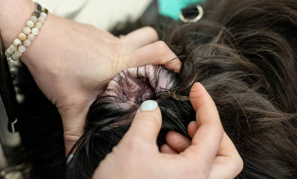 dog ear hair, plucking ear hair in dogs, plucking dog hair