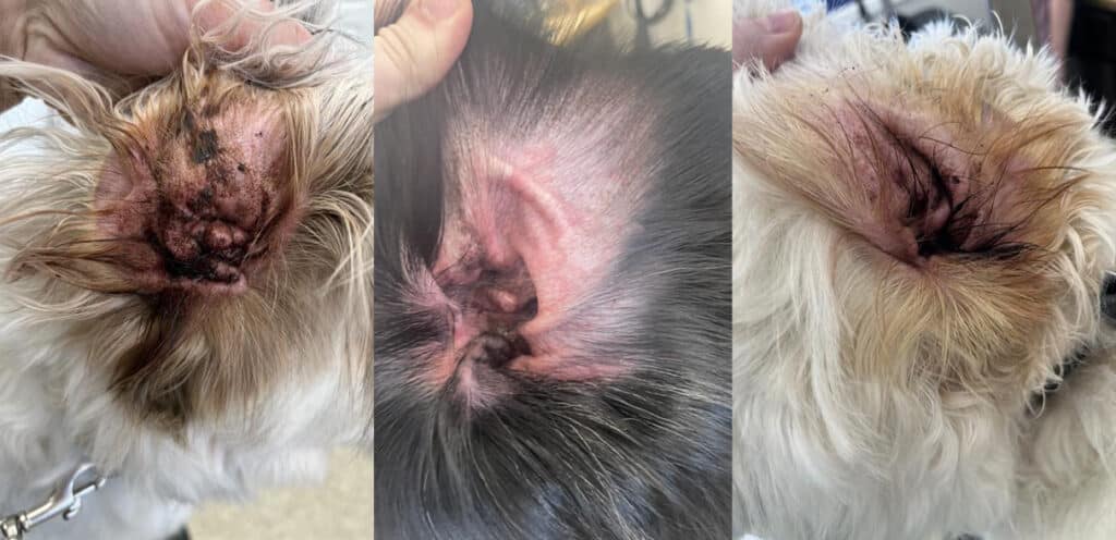 Dog ear clearance infection