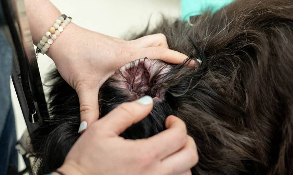 plucking dog ears, plucking dog ear hair, long hair in dog ears, dog grooming