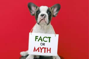 dog groomer near me, dog myth, dog fact vs myth, debunking dog myths
