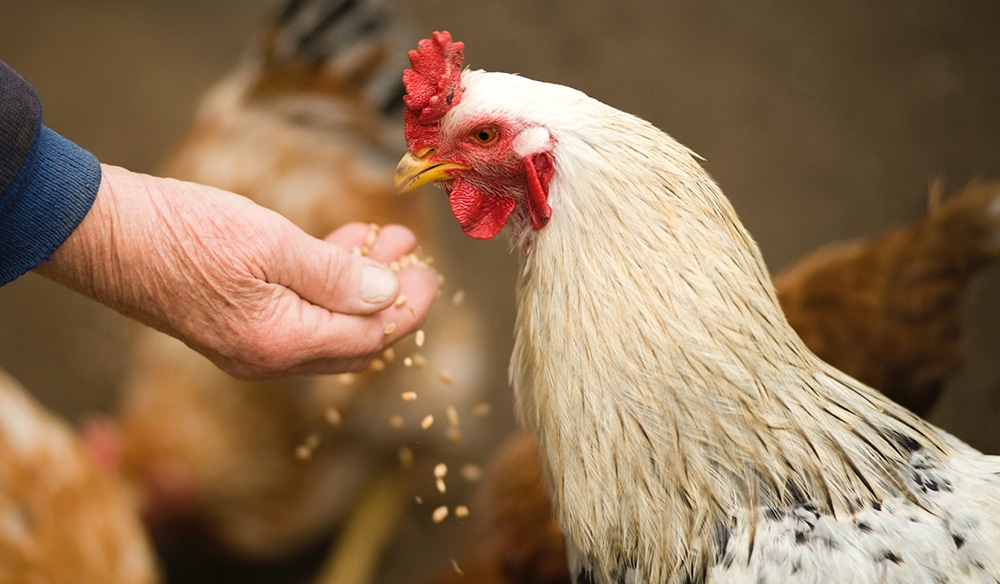 Chicken dog food, feeding your dog chicken