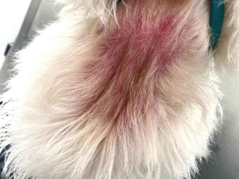 dog hot spot redness on neck