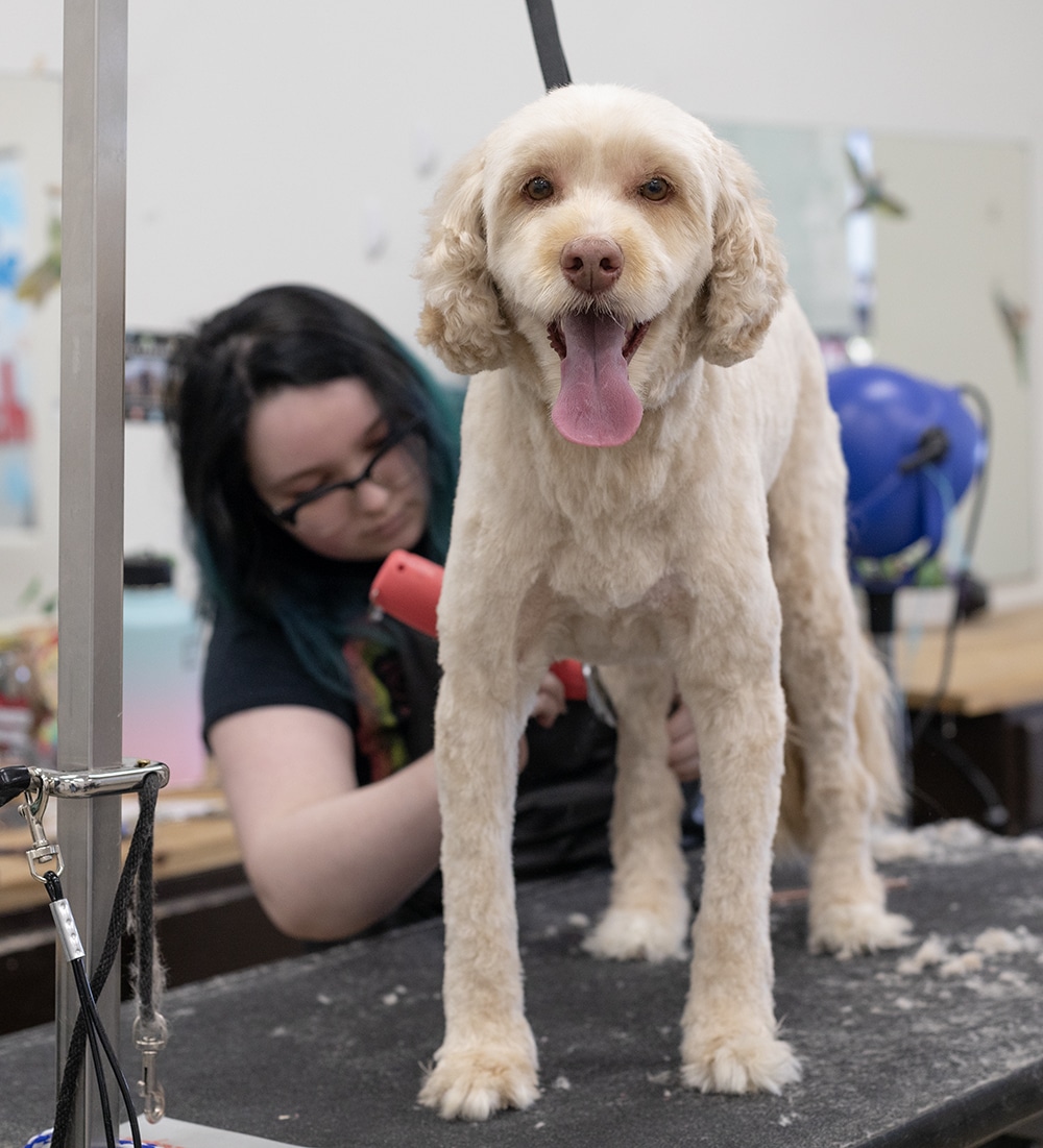 Smoochie Pooch Salon Dog Grooming Services Crown Point, best dog groomers near me