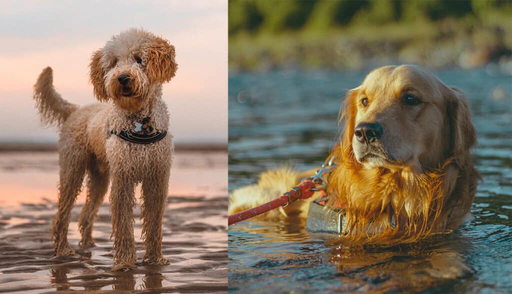 Labradoodle, Golden Retriever, wet dog, dogs prone to matting, swimming dogs