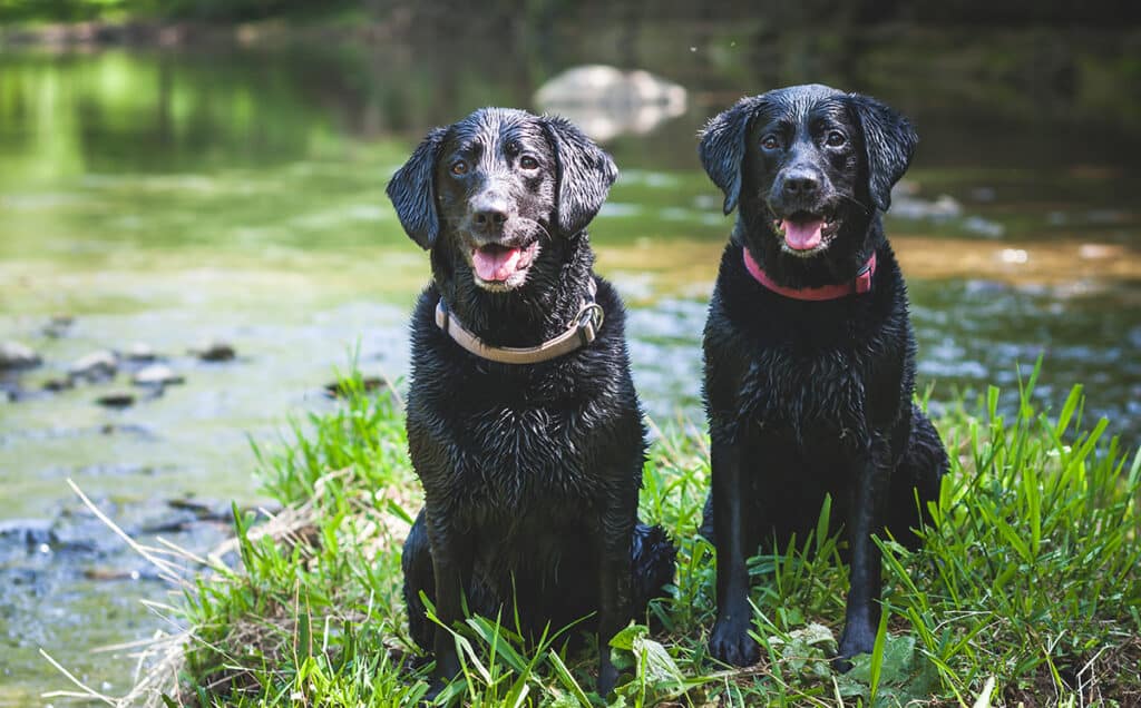 labrador retrievers, dogs with dense coats, dogs with hot spots, wet dogs