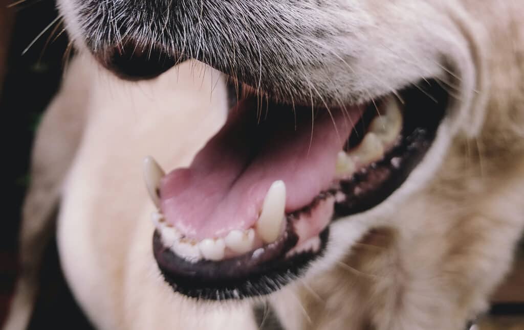 dog and cat baby teeth adult teeth canine teeth