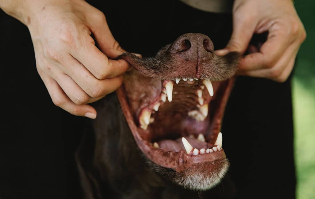 inspecting your dog's mouth, examining your pet's teeth, dog teeth