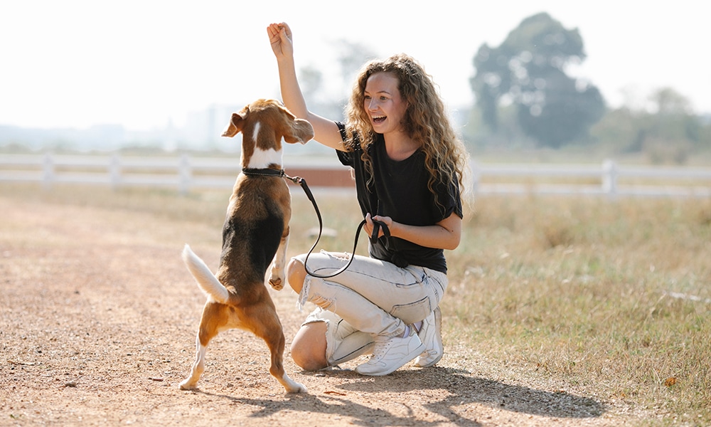 training puppies, training elderly dogs, training rescue dogs, training old dogs, teach an old dog new tricks