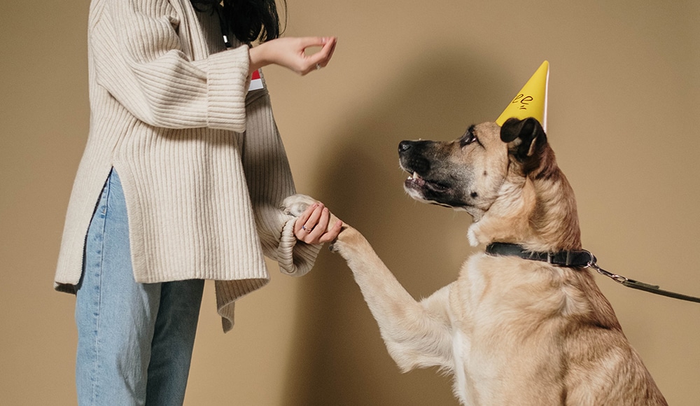 positive reinforcement training, dog training, using treats with dog training