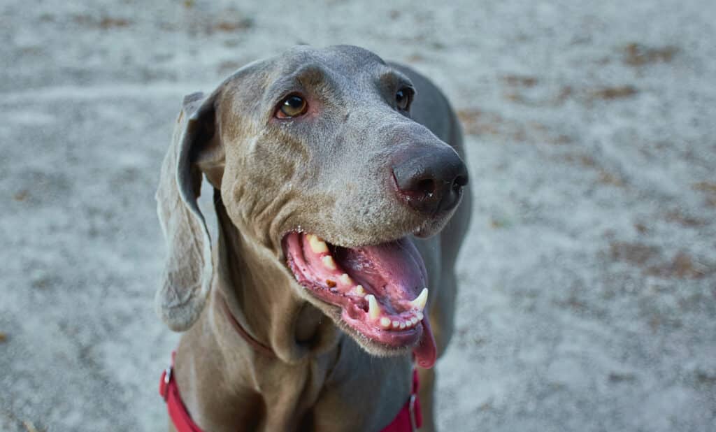 canine teeth in adult dog