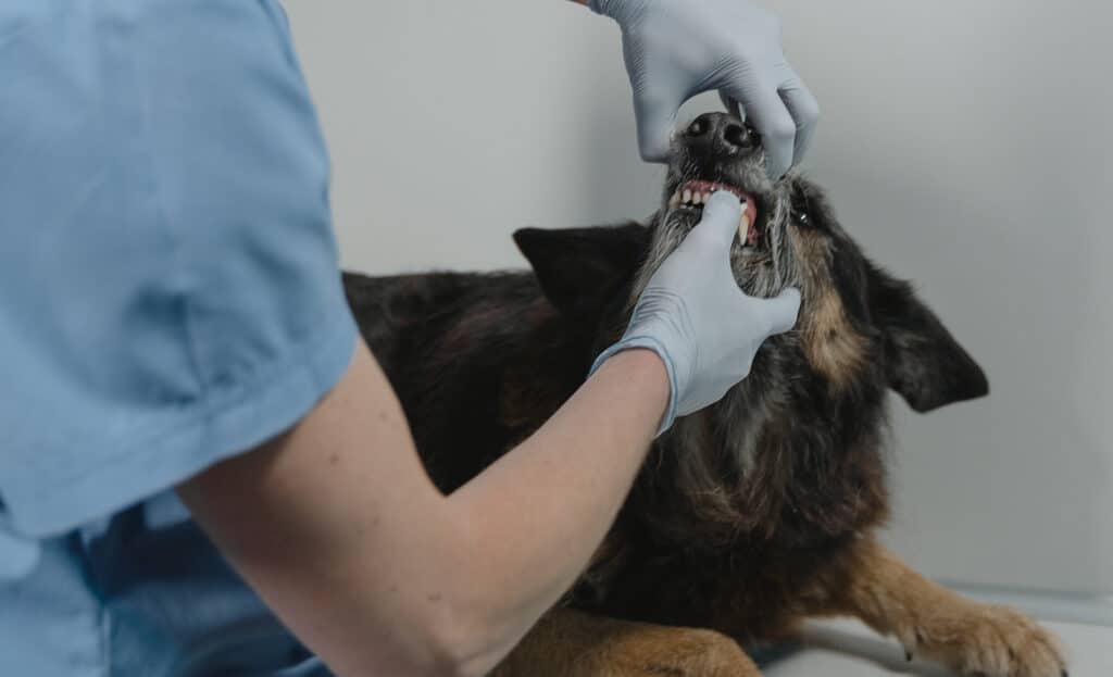 dog dental care dog hygiene dog tooth cleaning veterinarian