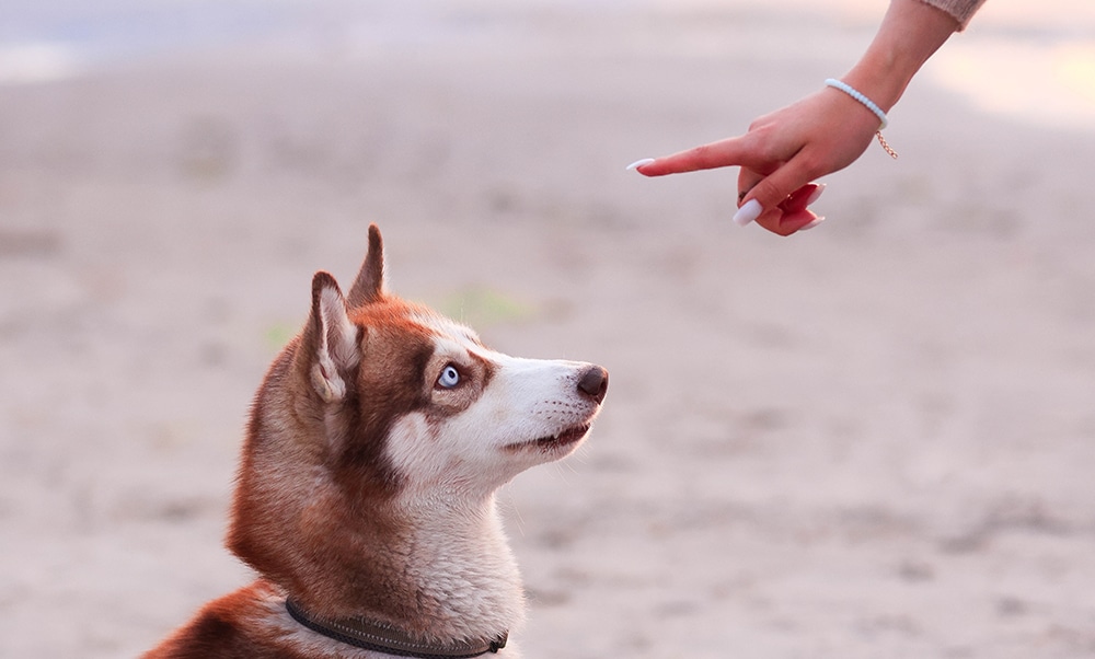 negative reinforcement training, dog training, punishing dogs for bad behavior