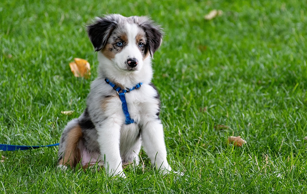 when to begin grooming your puppy, puppy grooming