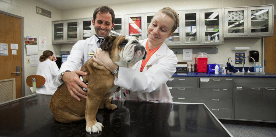 purdue small animal hospital, dog allergies, indiana dog veterinarian, veterinary dermatologist