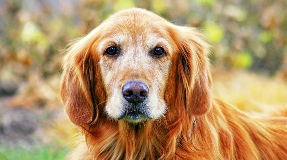 senior dog, old dog, golden retriever, old golden retriever, senior golden retriever