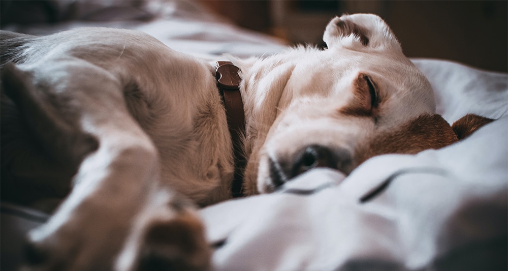 dog sleeping, dog nose dry after sleeping, dog nose dry after nap