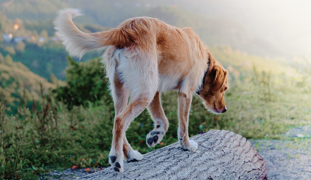 dog tail wagging, tail wagging and dog happiness, tail wag