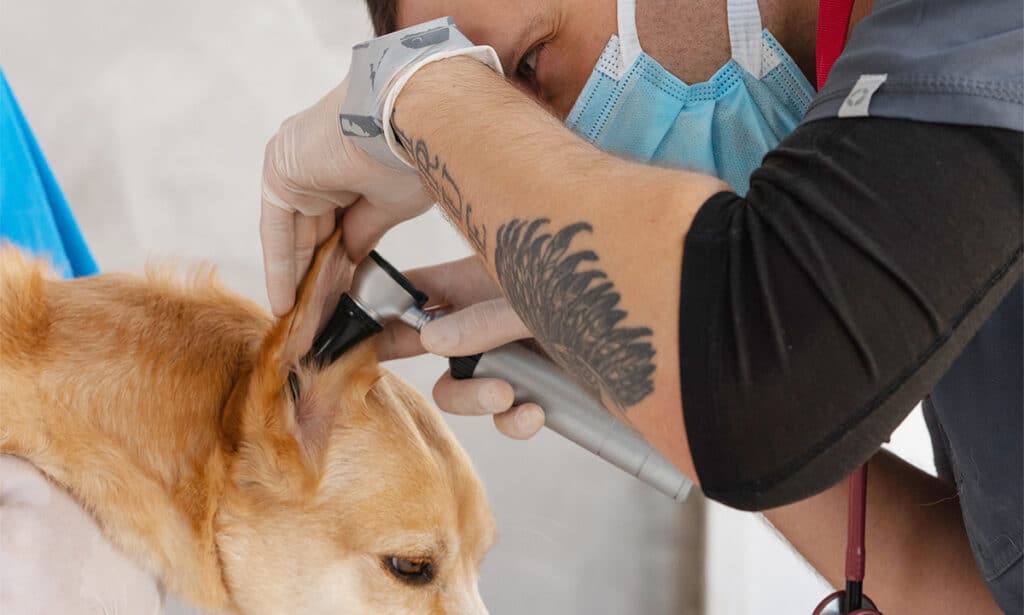 veterinarian examining dog ears for ear infections