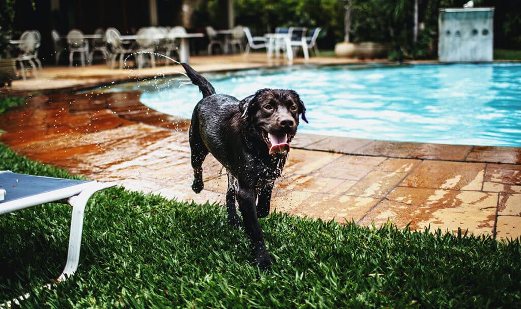 dog by pool, wet dog, cleaning your dog after swimming, bathing your dog after swimming