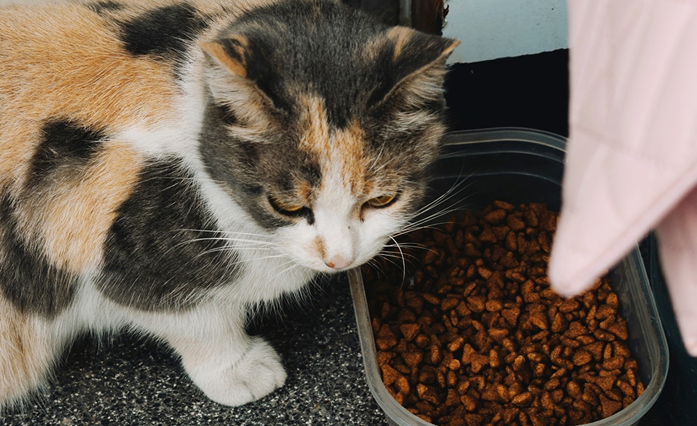 changing cat food, switching cat food, transitioning to different cat food, change your cat's protein source