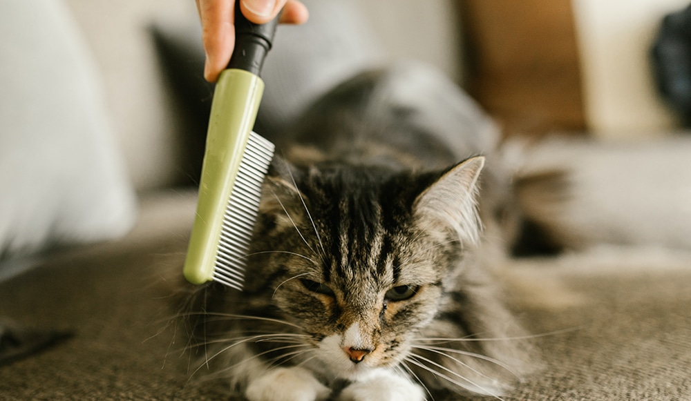 cat bath, brushing a cat, cat grooming, cat groom