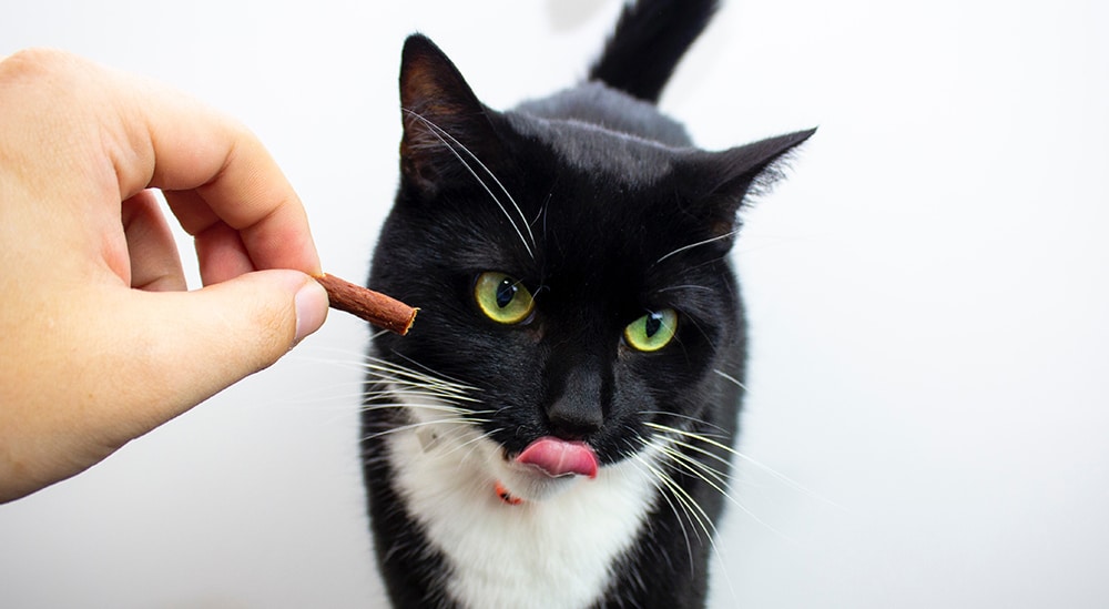cat treats, nutritious cat treats, pet grooming near me