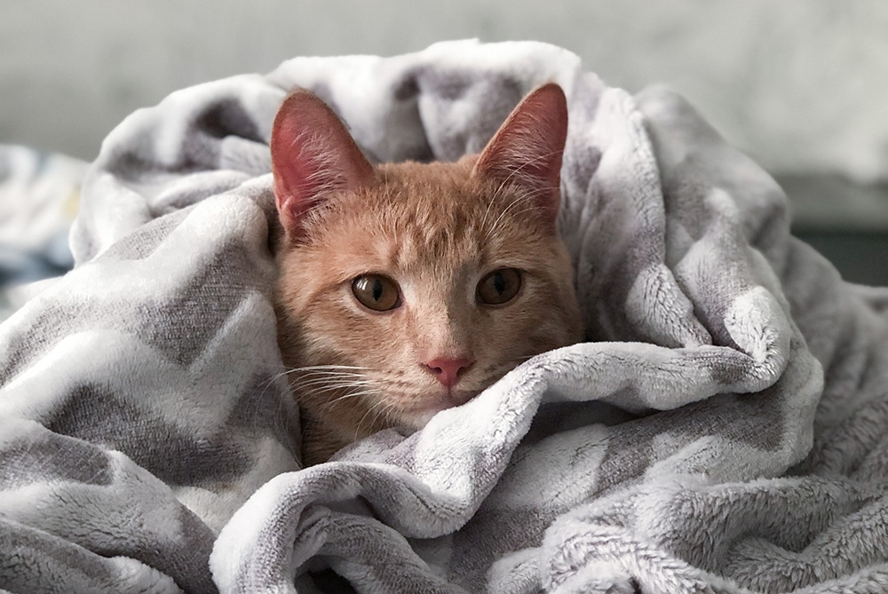 cozy place for cats, cat napping areas, cat beds, cat window perches